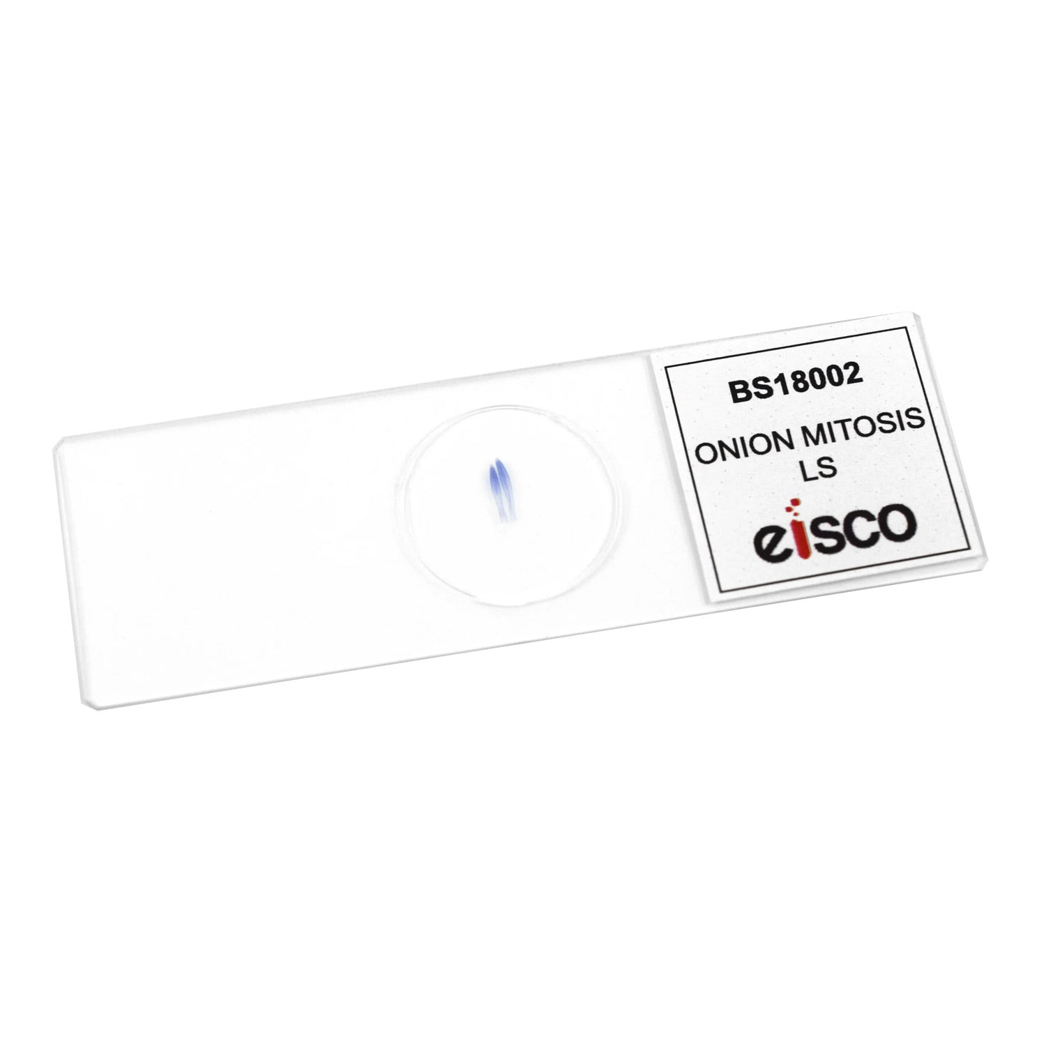 Onion Mitosis Prepared Microscope Slide – 75x25mm | Allium Root Tip Cell Division Stages for Biology & Education
