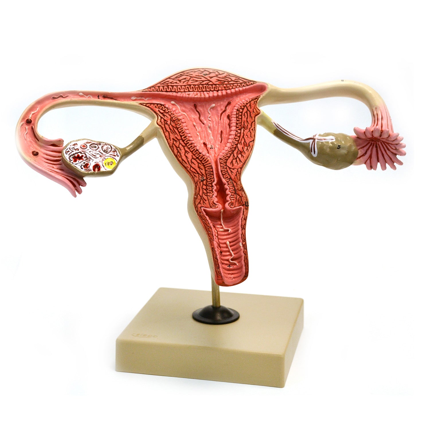 Human Female Reproductive System Model – 3X Life Size Anatomy Model with Ovary, Uterus, Cervix, Fallopian Tubes & Vagina, 12" Display