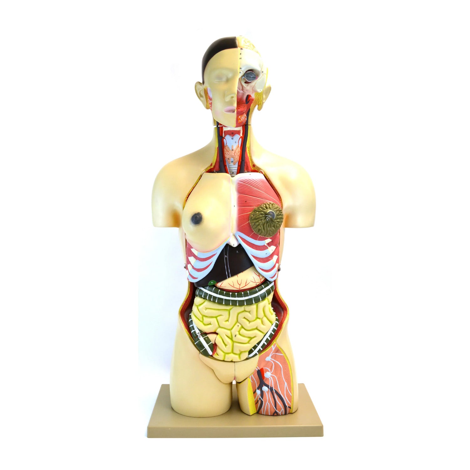 Eisco® Life-Size Dual Sex Human Torso Model with Open Front & Back – 1 ...