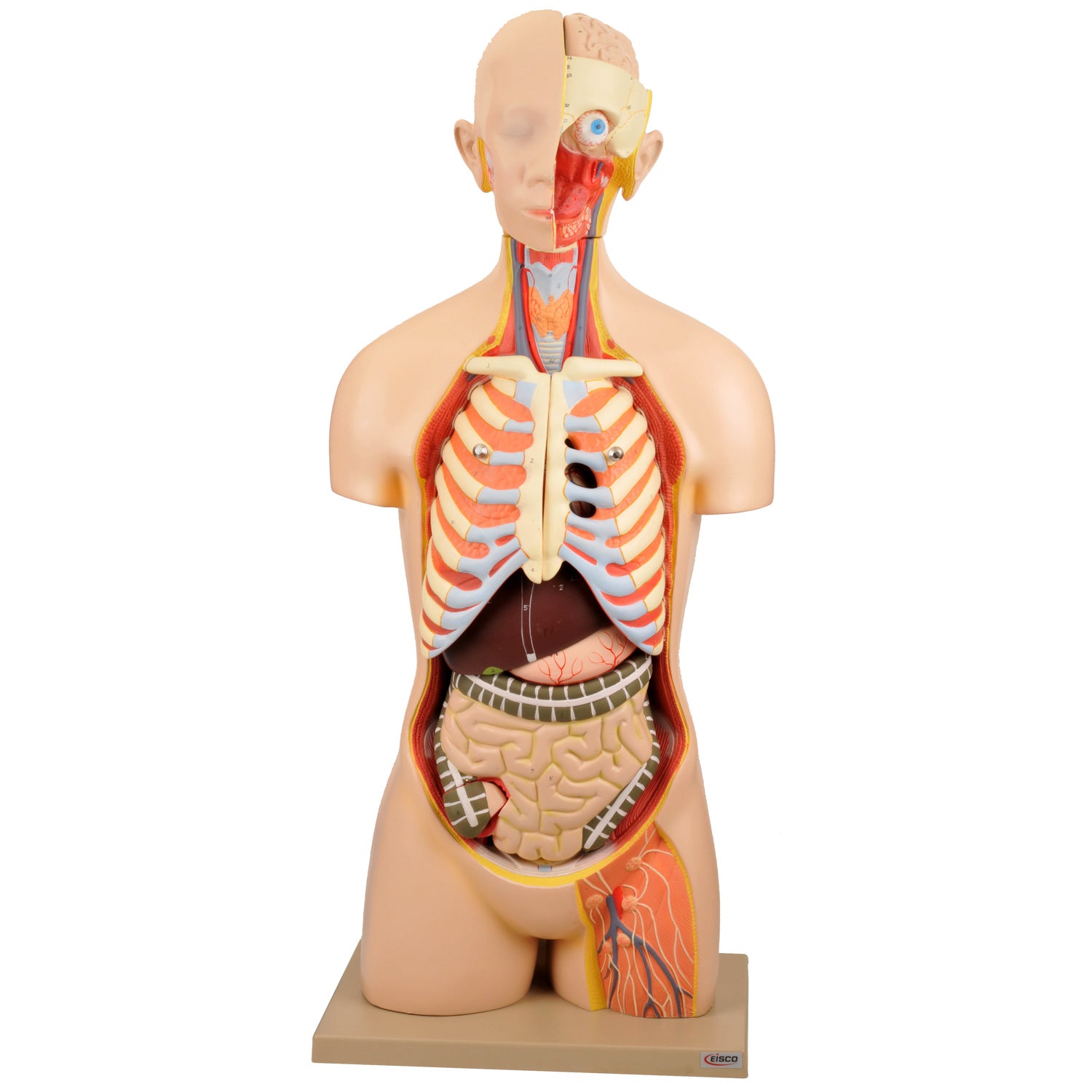 Eisco® Life-Size Human Torso Model – 13-Part Anatomical Model, Hand-Painted, Sexless for Medical & Biology Education