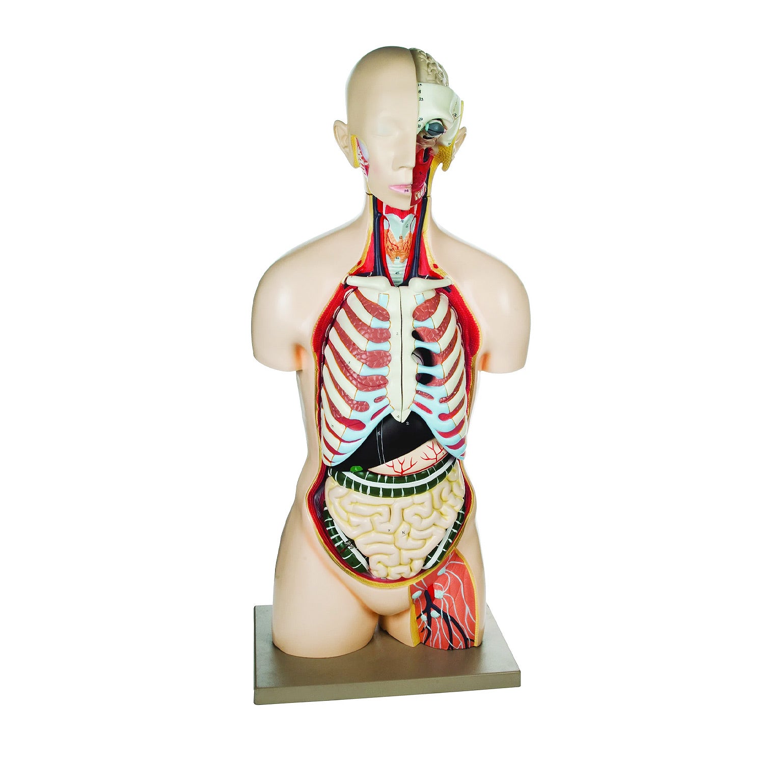 Eisco® Life-Size Human Torso Model – 13-Part Anatomical Model, Hand-Painted, Sexless for Medical & Biology Education