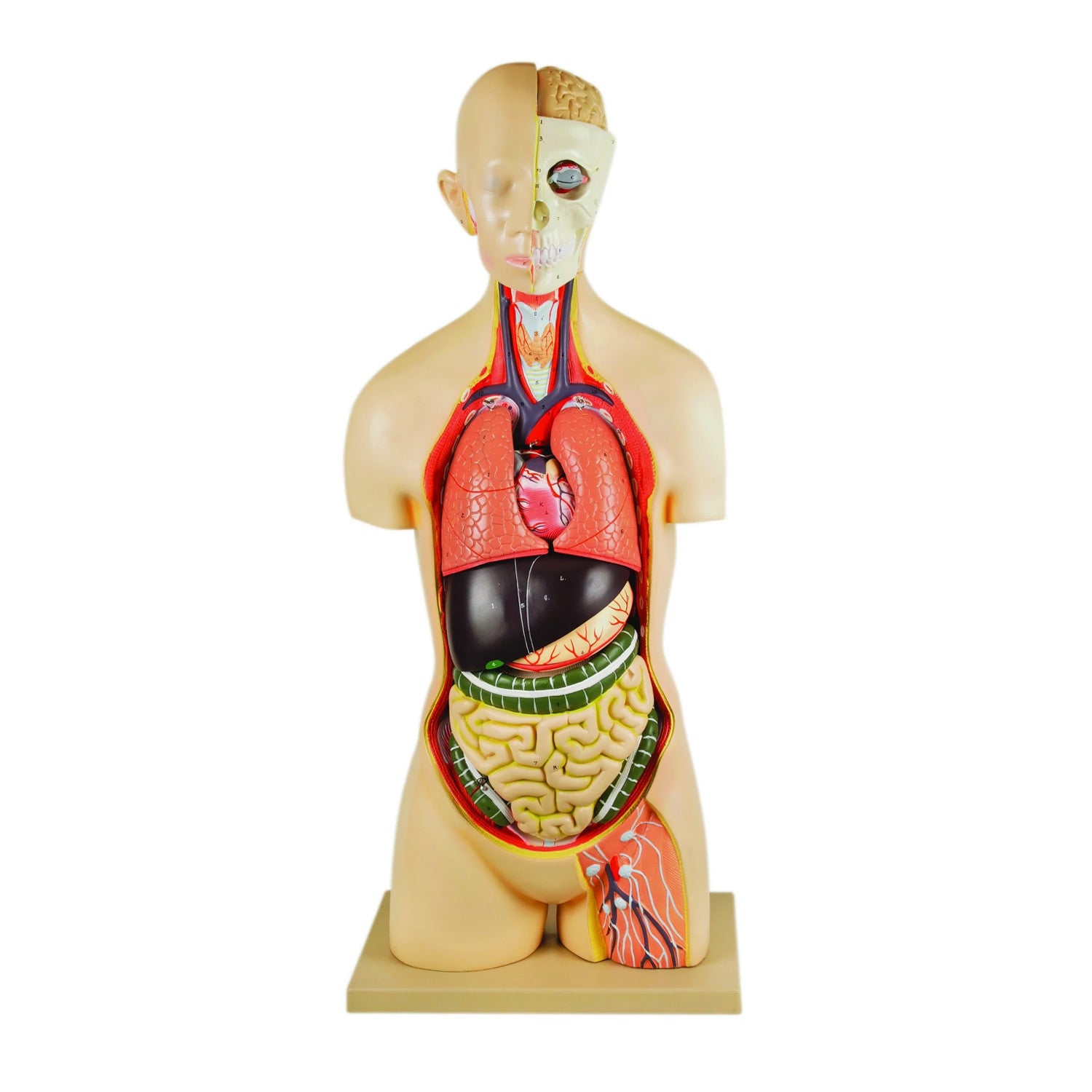 Eisco® Life-Size Human Torso Model, 15-Part, Premium Sexless Anatomical Model with Removable Organs and Open Back – Biology & Medical Teaching Aid