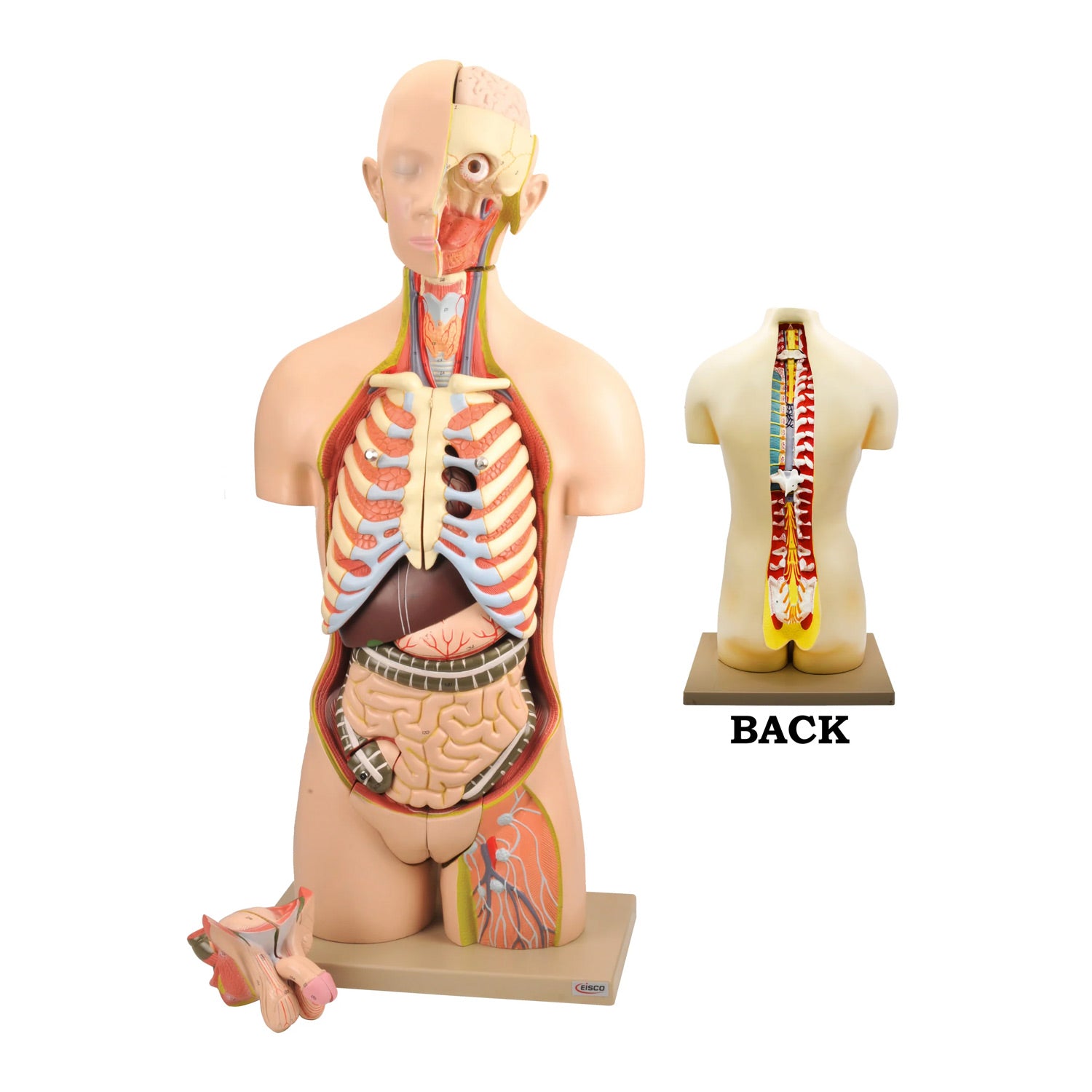 Eisco® Life-Size Dual Sex Human Torso Model – 28 Removable Parts, Open Front & Back, Premium Anatomy Teaching Model