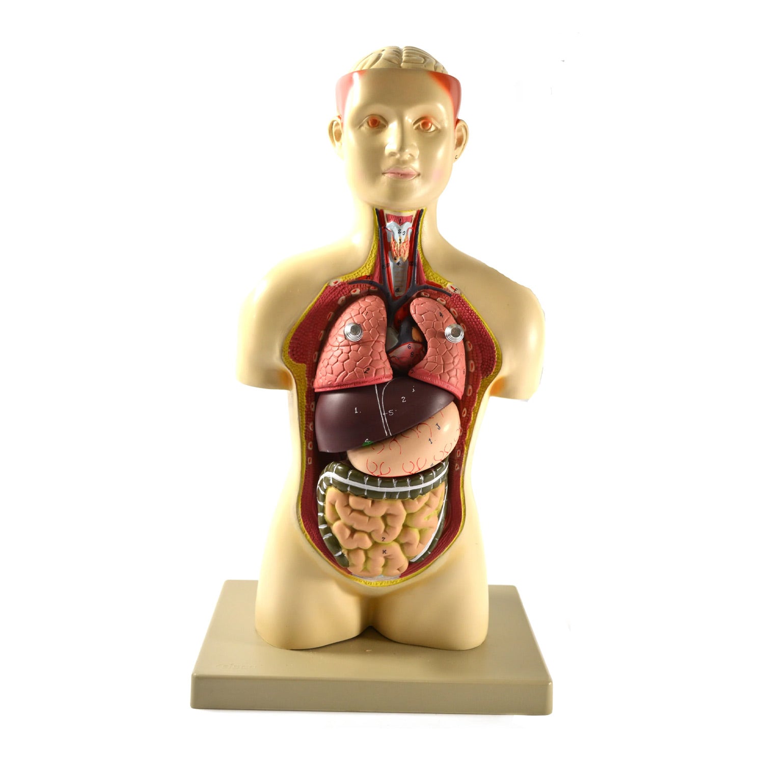 Eisco® Adult Half-Size Human Torso Model – 7 Removable Parts, Half Life Size (17"), Hand-Painted Anatomy Model for Medical & Biology Education