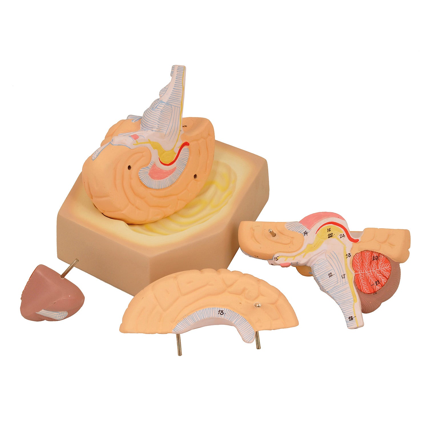 Eisco® Human Brain Model – 4 Part Hand-Painted Anatomical Teaching Model with Key Card (19 x 15 x 15 cm, 850g)