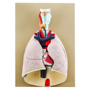 Advanced Life-Size Heart and Lungs Model – 7-Part Anatomical Teaching Model with Removable Organs – Eisco Labs