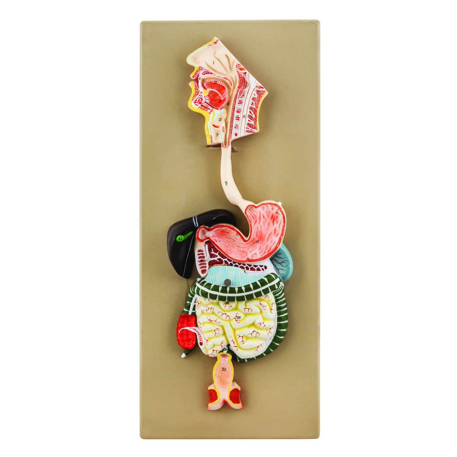 Human Digestive System Model – Half Size, 2-Part Anatomical Model with Removable Colon, Hand-Painted