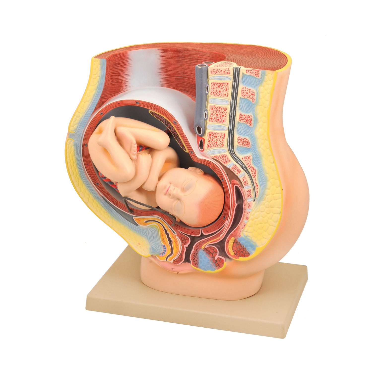 Eisco® Human Female Pelvis Model with Full-Term Removable Fetus – 9th Month Pregnancy Anatomy Teaching Model