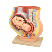 Eisco® Human Female Pelvis Model with Full-Term Removable Fetus – 9th Month Pregnancy Anatomy Teaching Model