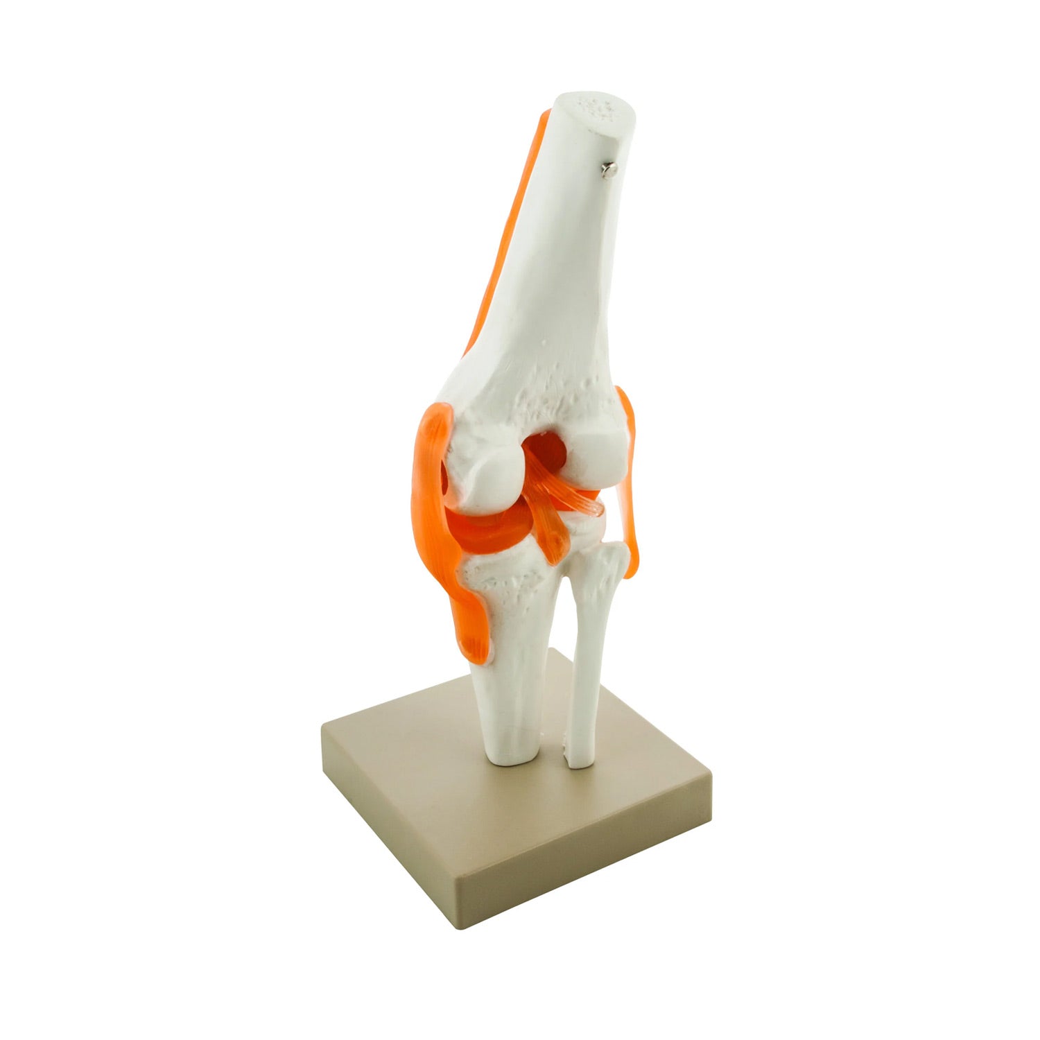 Human Knee Joint Model – Life Size Functional Anatomy Model with Ligaments, Movable, 12" Tall