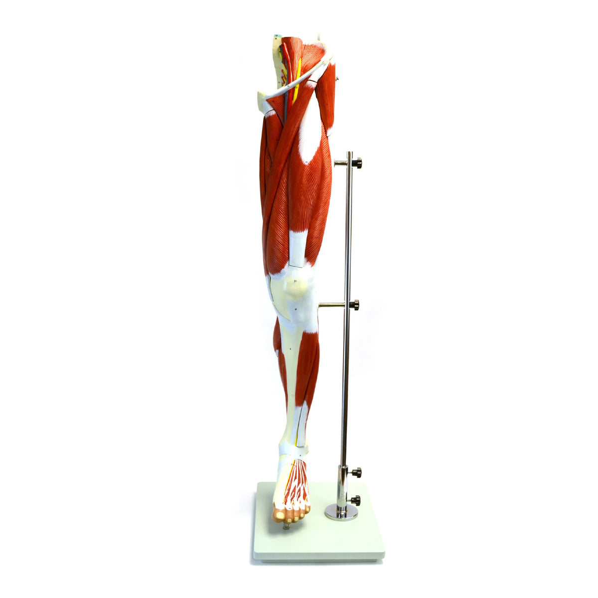 Right Leg Model Eisco Labs Muscular Human Leg Model with Stand – Numbered Anatomy Mode ...