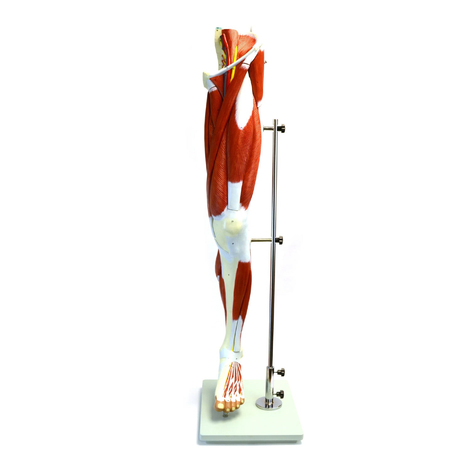 Eisco Labs Muscular Human Leg Model with Stand – Numbered Anatomy Model for Medical, Nursing, and Biology Education