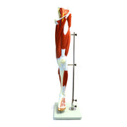 Eisco Labs Muscular Human Leg Model with Stand – Numbered Anatomy Model for Medical, Nursing, and Biology Education