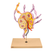 Eisco® Human Lymph Node Model – 24" Tall Anatomy Teaching Model for Biology & Medical Study