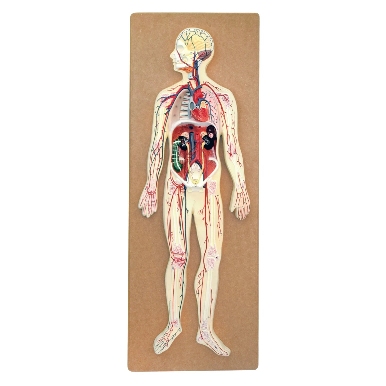 Eisco Labs Human Circulatory System Model – Hand Painted, Numbered Anatomy Model with Key Card & Base for Classroom & Lab Study