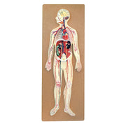Eisco Labs Human Circulatory System Model – Hand Painted, Numbered Anatomy Model with Key Card & Base for Classroom & Lab Study