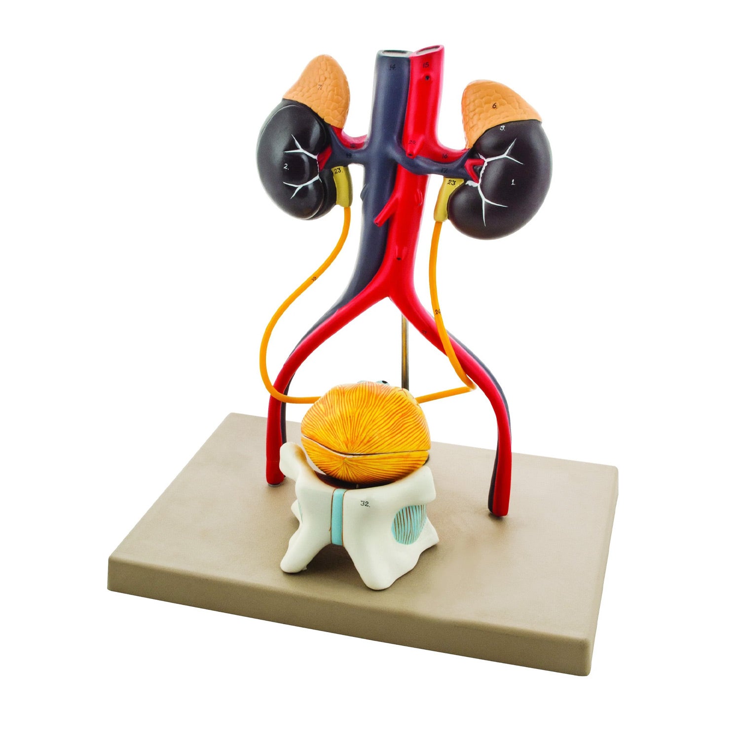 Eisco® Life-Size Human Male Urinary System Model – 5-Part Anatomical Kidney, Bladder & Prostate Teaching Model
