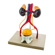 Eisco® Life-Size Human Male Urinary System Model – 5-Part Anatomical Kidney, Bladder & Prostate Teaching Model