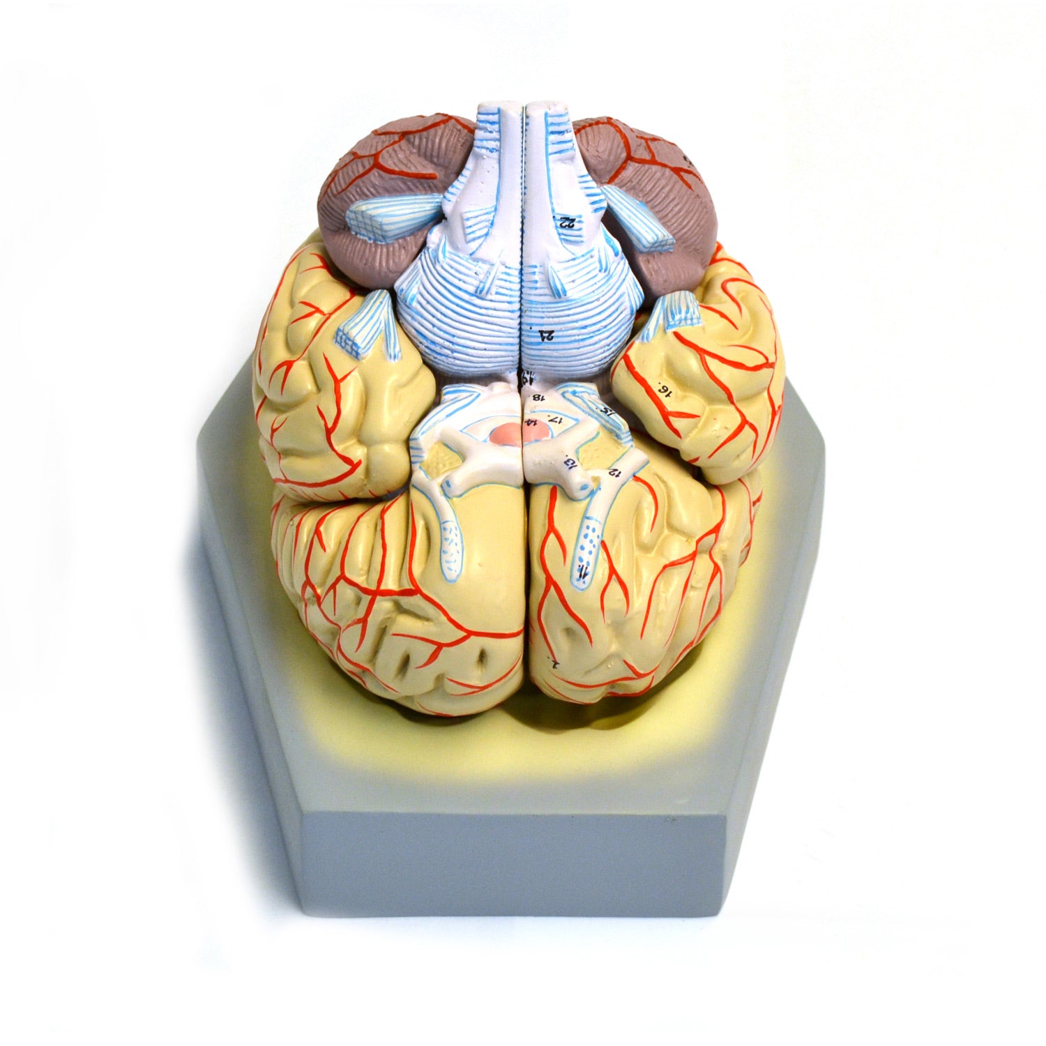 Eisco® Life-Size Human Brain Model with Arteries – 9 Part Dissectible Anatomy Model with Base & Key Card