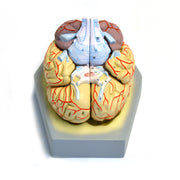 Eisco® Life-Size Human Brain Model with Arteries – 9 Part Dissectible Anatomy Model with Base & Key Card