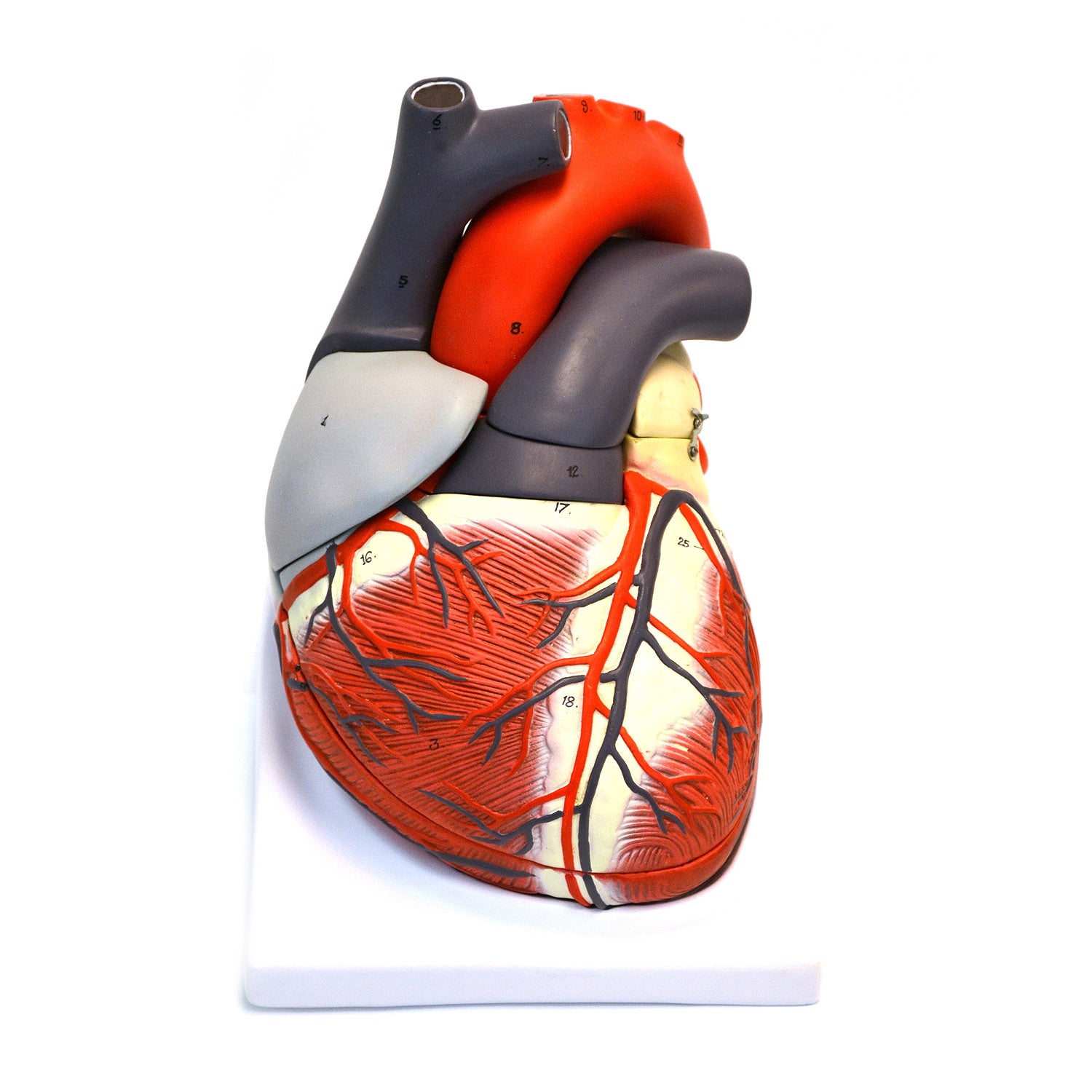 Eisco Labs Giant Human Heart Model – 3X Life Size, 7-Part Anatomical Heart with Key Card for Medical & Biology Education