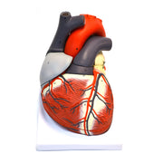 Eisco Labs Giant Human Heart Model – 3X Life Size, 7-Part Anatomical Heart with Key Card for Medical & Biology Education