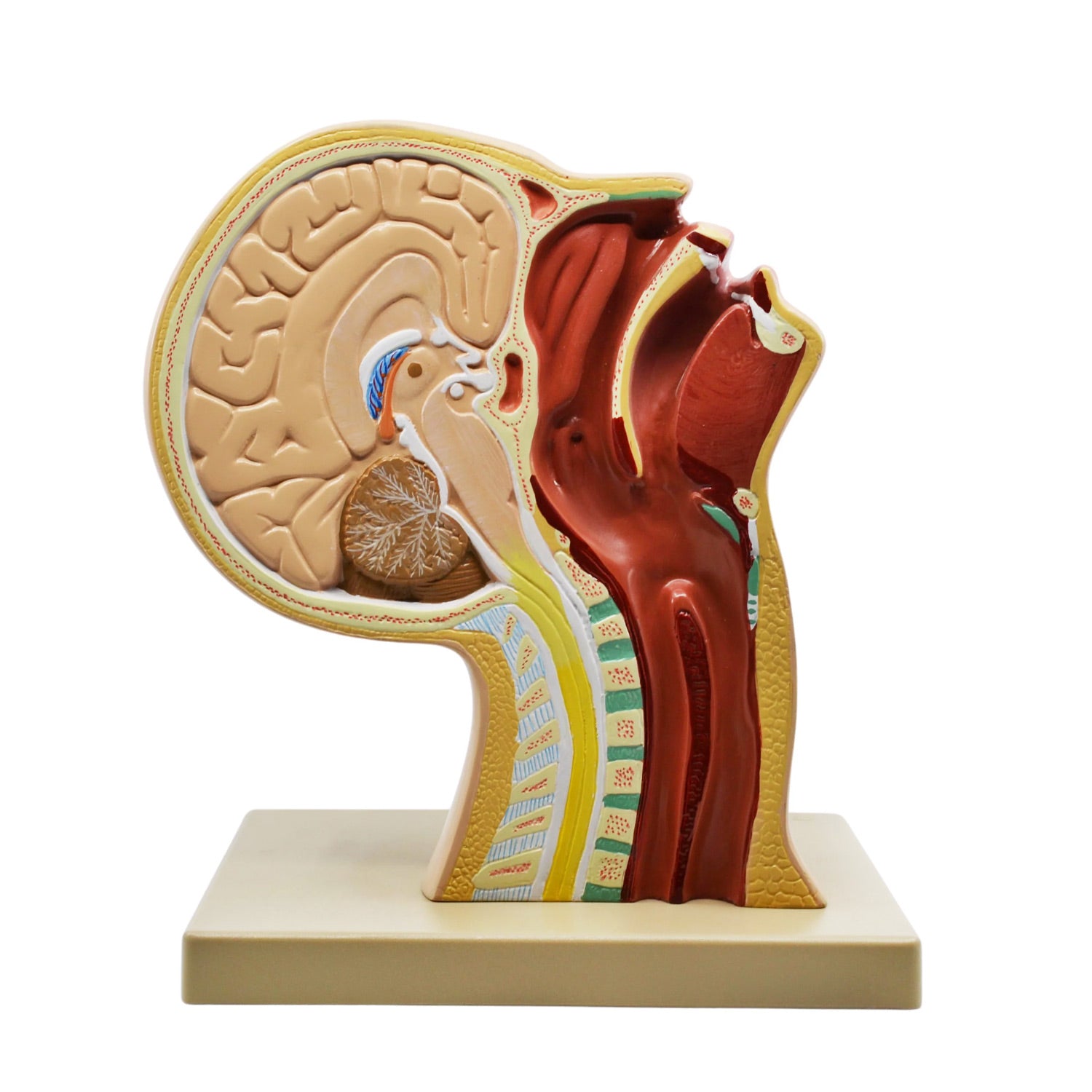 Eisco Labs® Nasal Swab Training Model – 12 Inch PVC 3D Nasopharyngeal Swab Demonstration Model for Medical & Educational Use