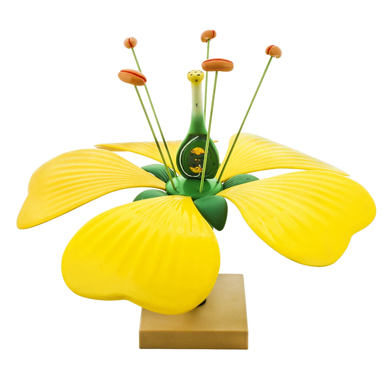 Eisco Labs Typical Flower Model – Large, Detailed, Removable Parts for Classroom Biology Study