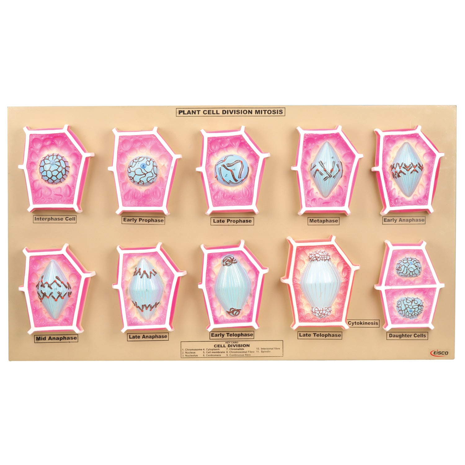Eisco® Plant Mitosis Model – Hand Painted Cell Division Teaching Aid with Stages of Mitosis