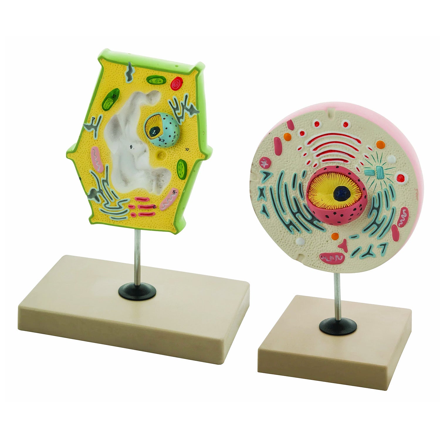 Eisco Labs Plant and Animal Cell Model Set – Handheld Comparative Study Models with Labeled Organelles
