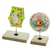 Eisco Labs Plant and Animal Cell Model Set – Handheld Comparative Study Models with Labeled Organelles