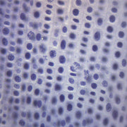 Onion Mitosis Prepared Microscope Slide – 75x25mm | Allium Root Tip Cell Division Stages for Biology & Education