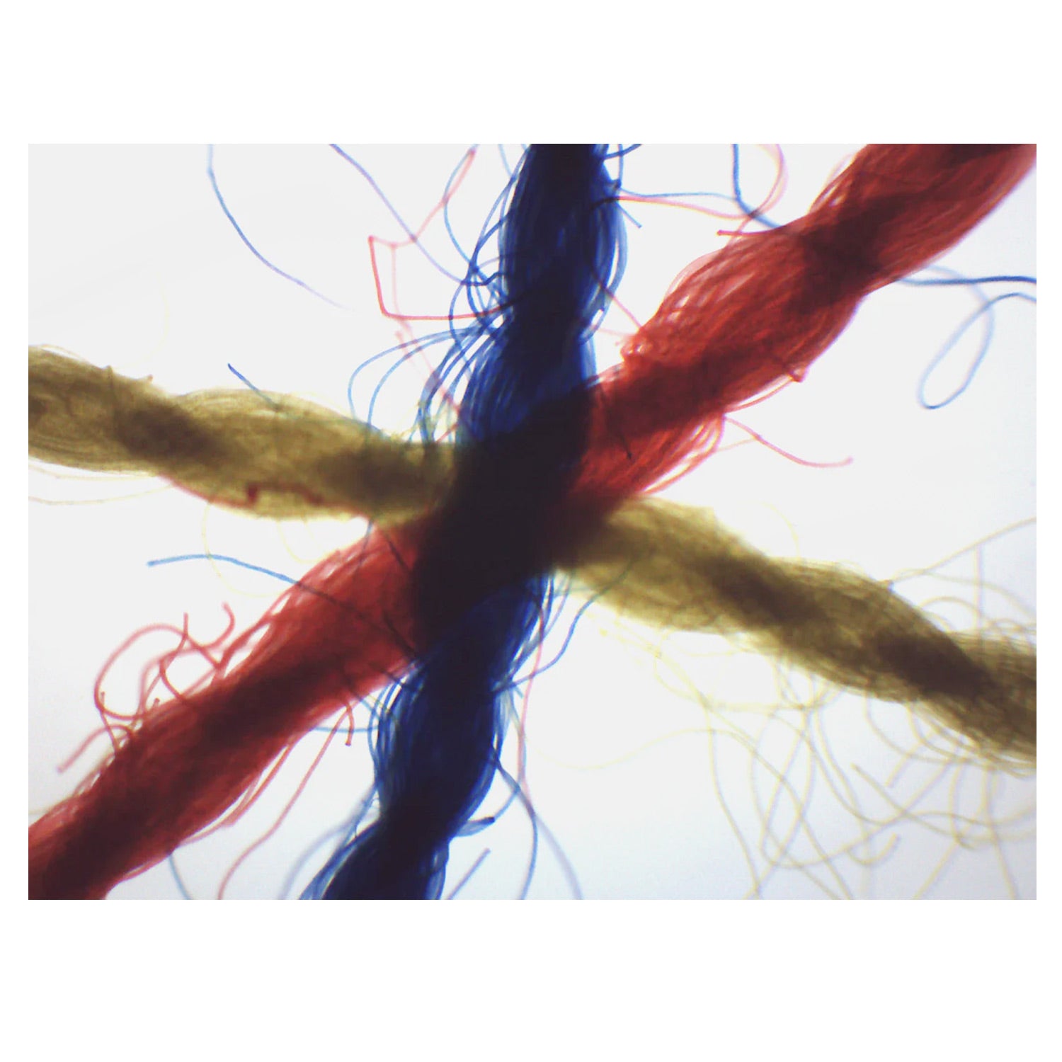 Prepared Microscope Slide – Crossed Colored Threads (Red, Yellow, Blue ...