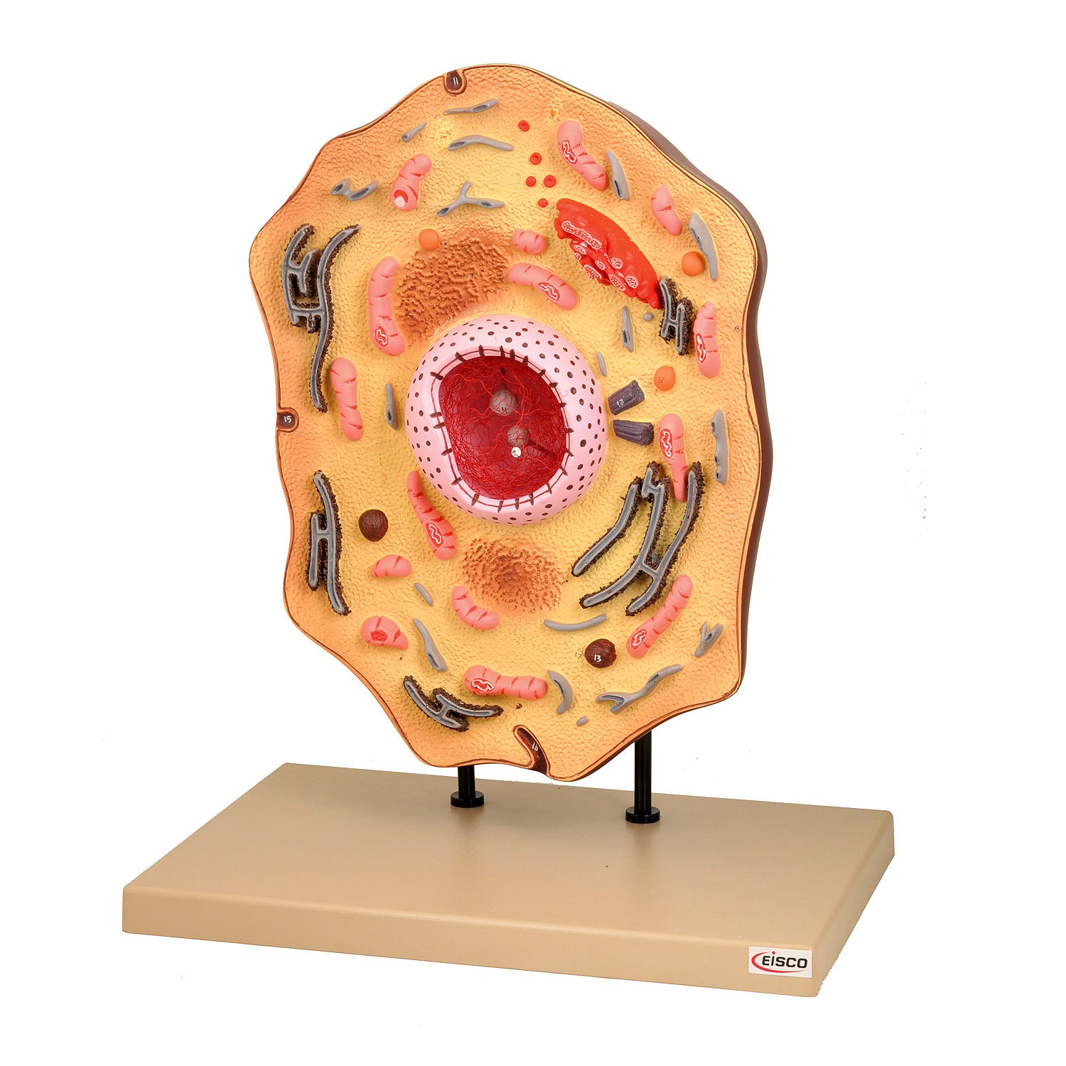 EISCO® Animal Cell Model – Hand Painted 3D Teaching Aid, Enlarged 20,000x, with Base & Key Card
