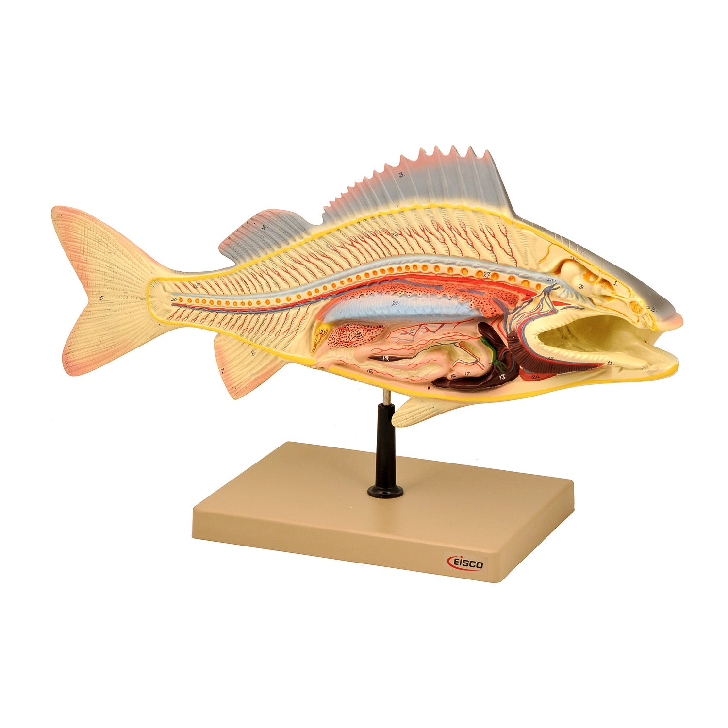 Eisco Labs Fish Dissection Model – Life-Size 19.5” Perch Anatomy Model with Key Card for Biology & Classroom Study