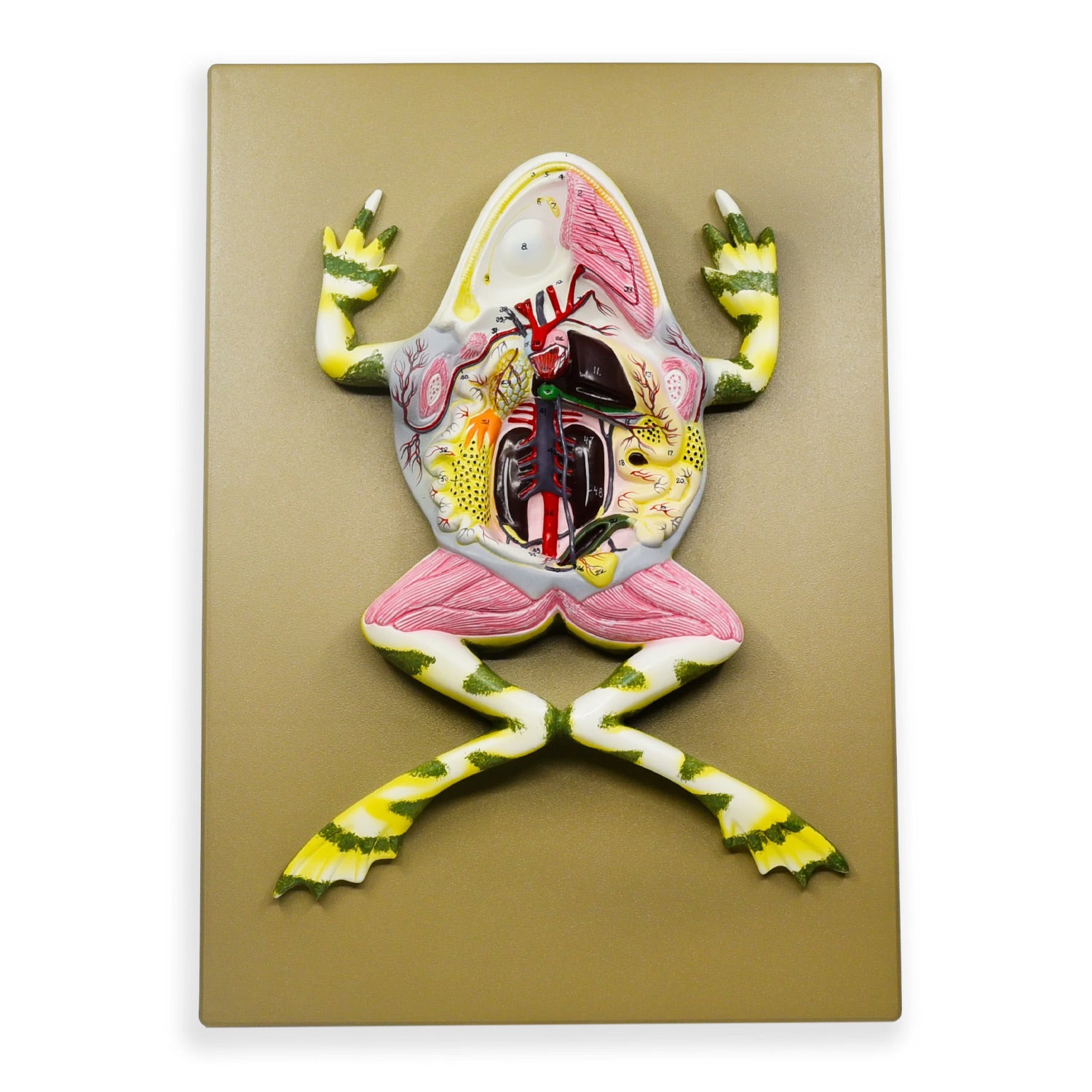 17-Inch 3D Frog Dissection Model – Mounted Biology Teaching Specimen with Key Card | PVC Classroom Anatomy Model