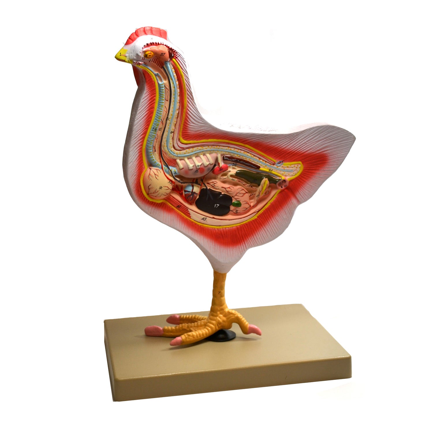 Eisco Labs Life-Size Rooster Dissection Model – Avian Anatomy Teaching Tool for Biology & Veterinary Science