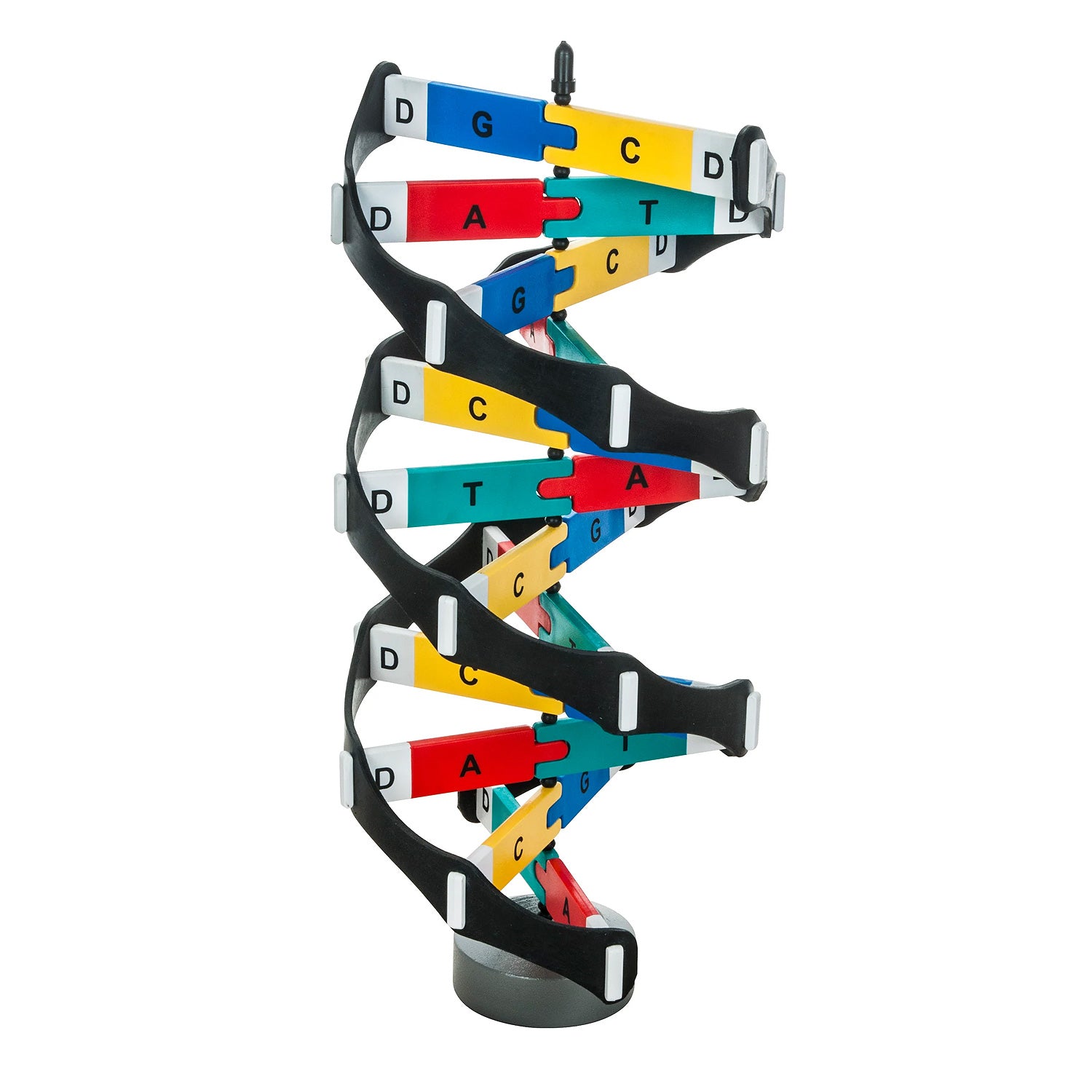 EISCO DNA Model Kit – 3D Double Helix Molecular Structure Model for Classroom & Lab Education