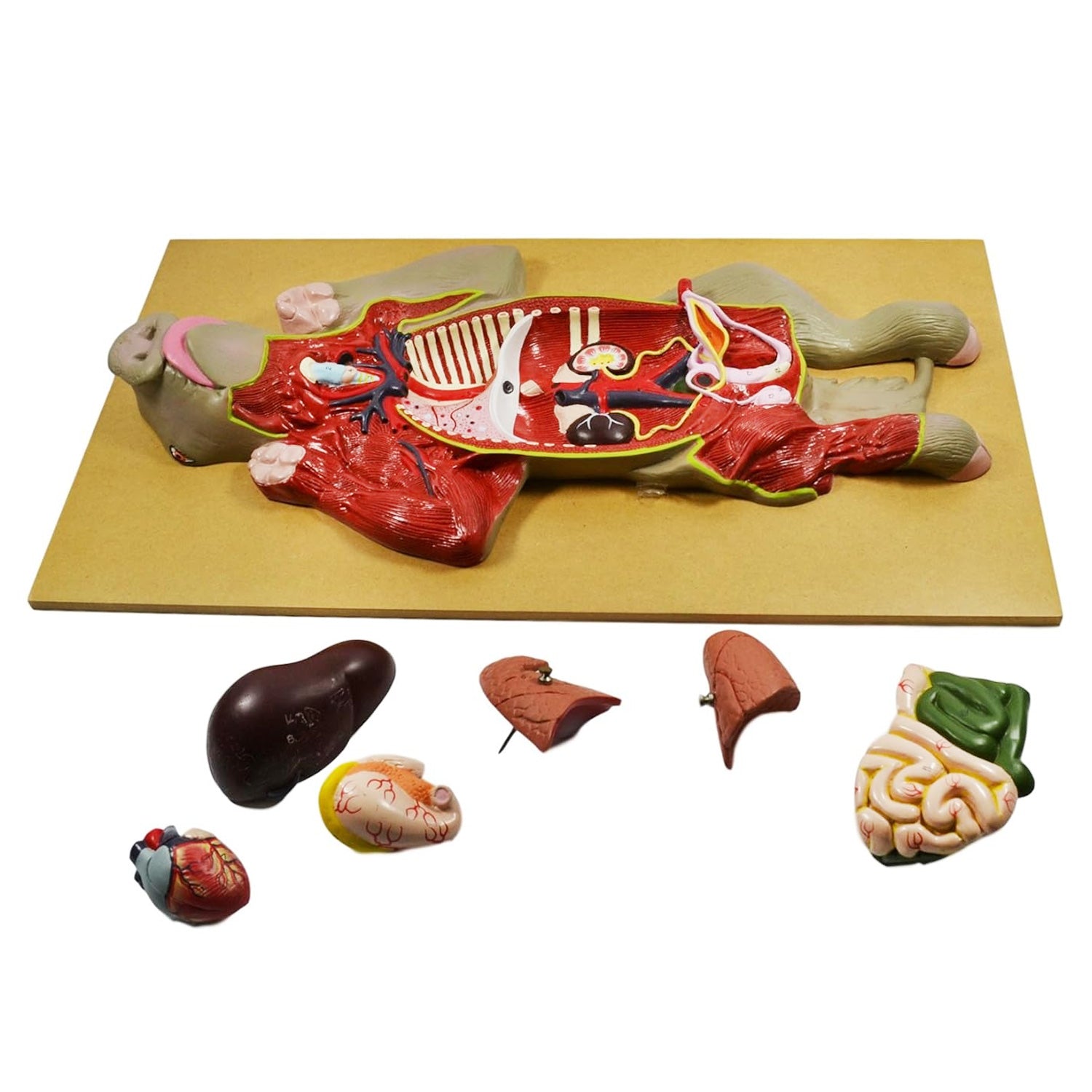 Pig Dissection Model – Anatomy Teaching Aid with Visible Internal Organs, Mounted on Base with English Key Card (56 x 30 x 7 cm)