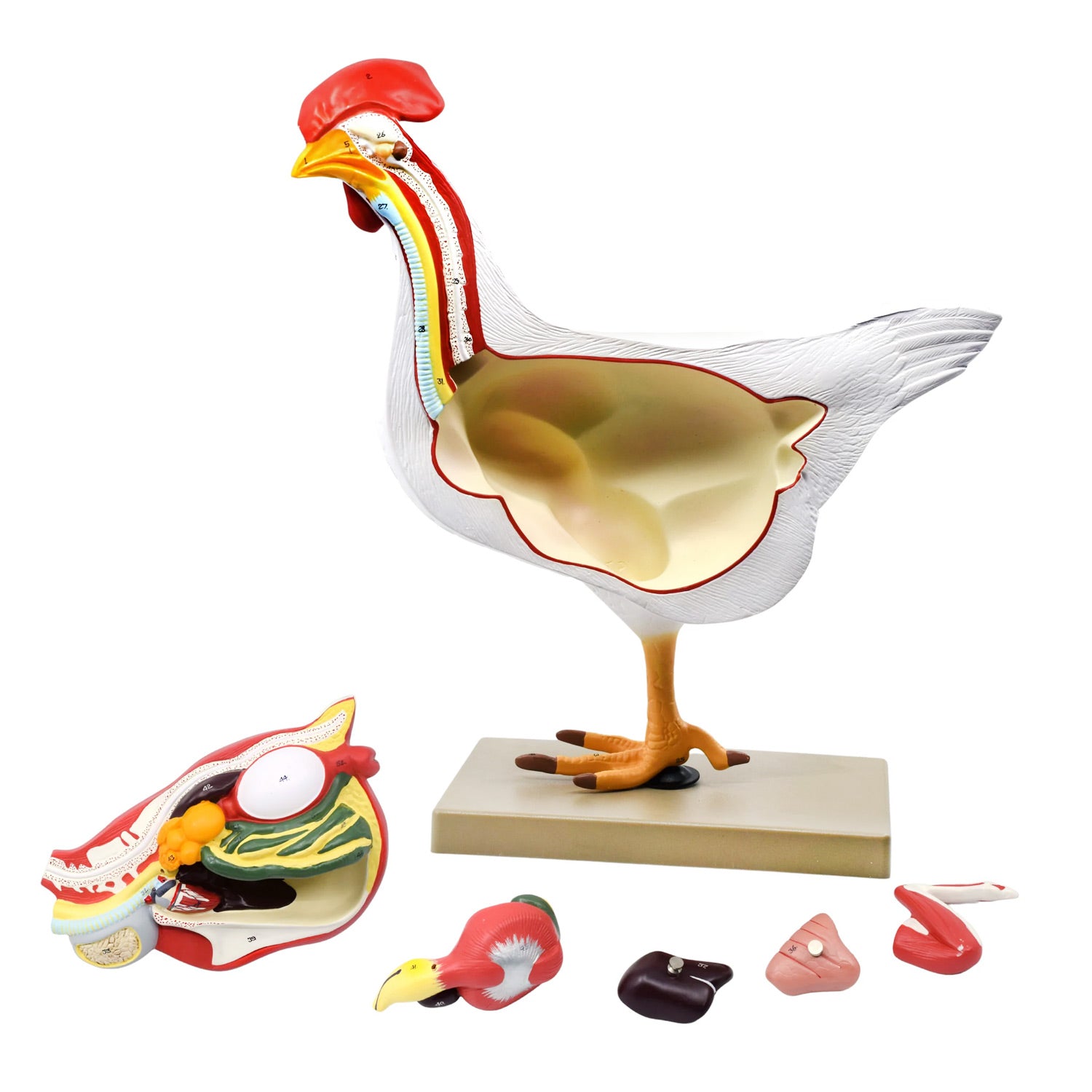Life-Size Chicken Anatomy Model – 6-Part Dissectible Hen with Egg, Musculoskeletal, Digestive, Respiratory & Reproductive Structures – Veterinary & Biology Teaching Aid