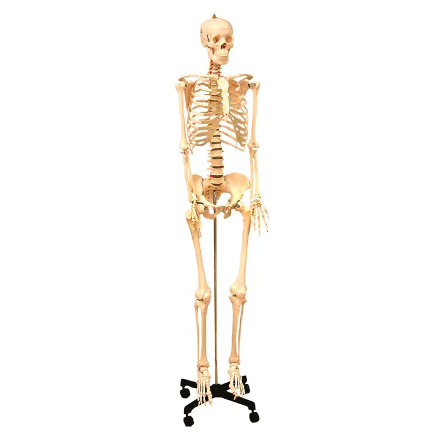 United Scientific® Life-Sized Human Skeleton Model – 170cm Anatomical Teaching Skeleton with Stand, Nerves & Herniated Disk