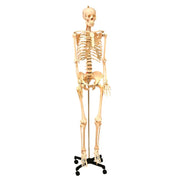 United Scientific® Life-Sized Human Skeleton Model – 170cm Anatomical Teaching Skeleton with Stand, Nerves & Herniated Disk