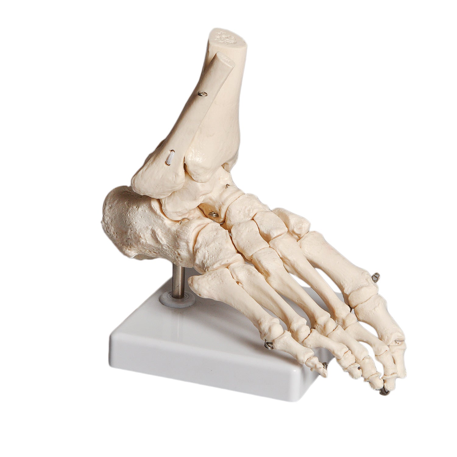 United Scientific® Human Foot Model – Flexible Anatomical Skeleton Model with Base for Medical & Classroom Study (8.5” x 6”)