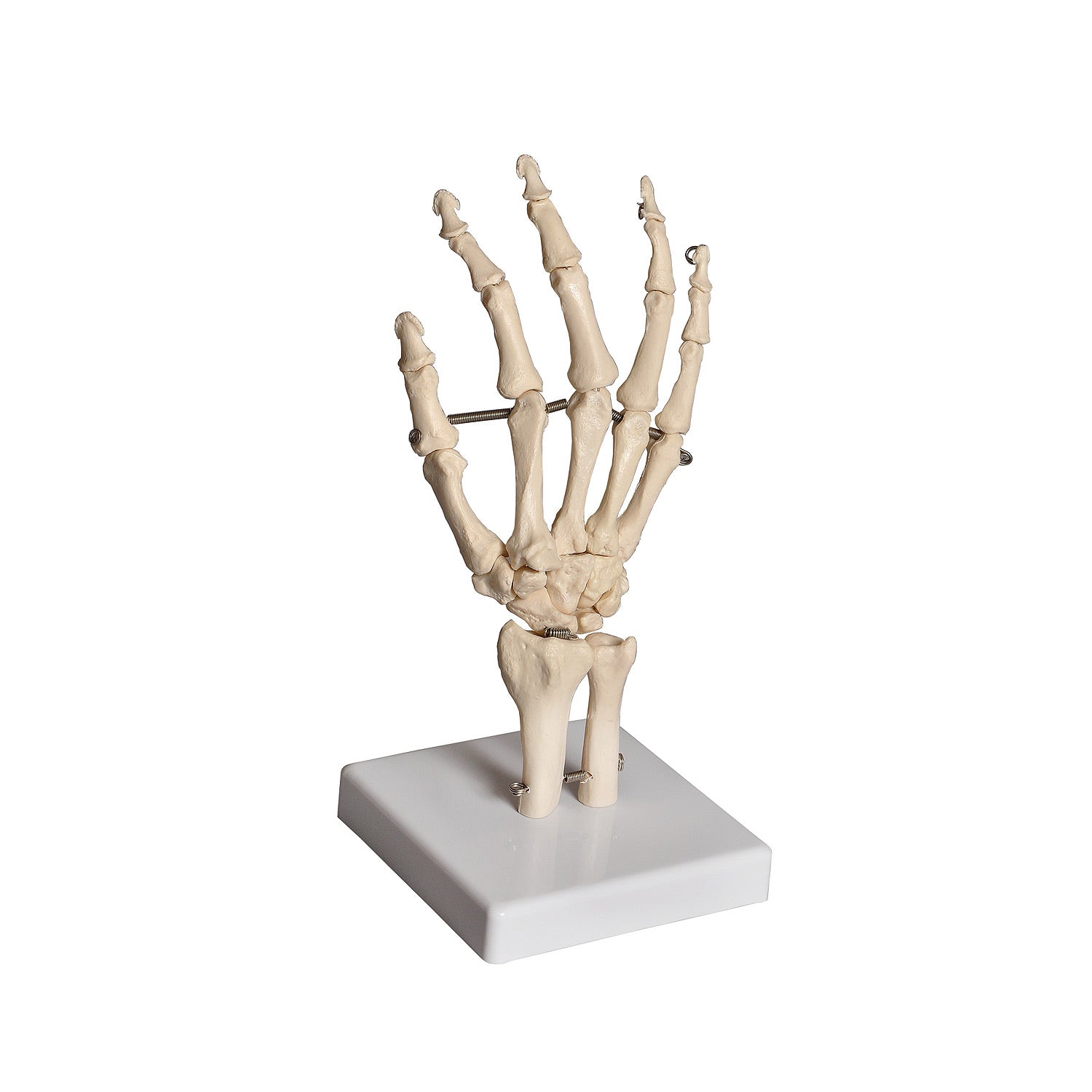United Scientific® Human Hand Model – Flexible Anatomical Hand Replica with Movable Fingers on Base (8.5” x 4”)
