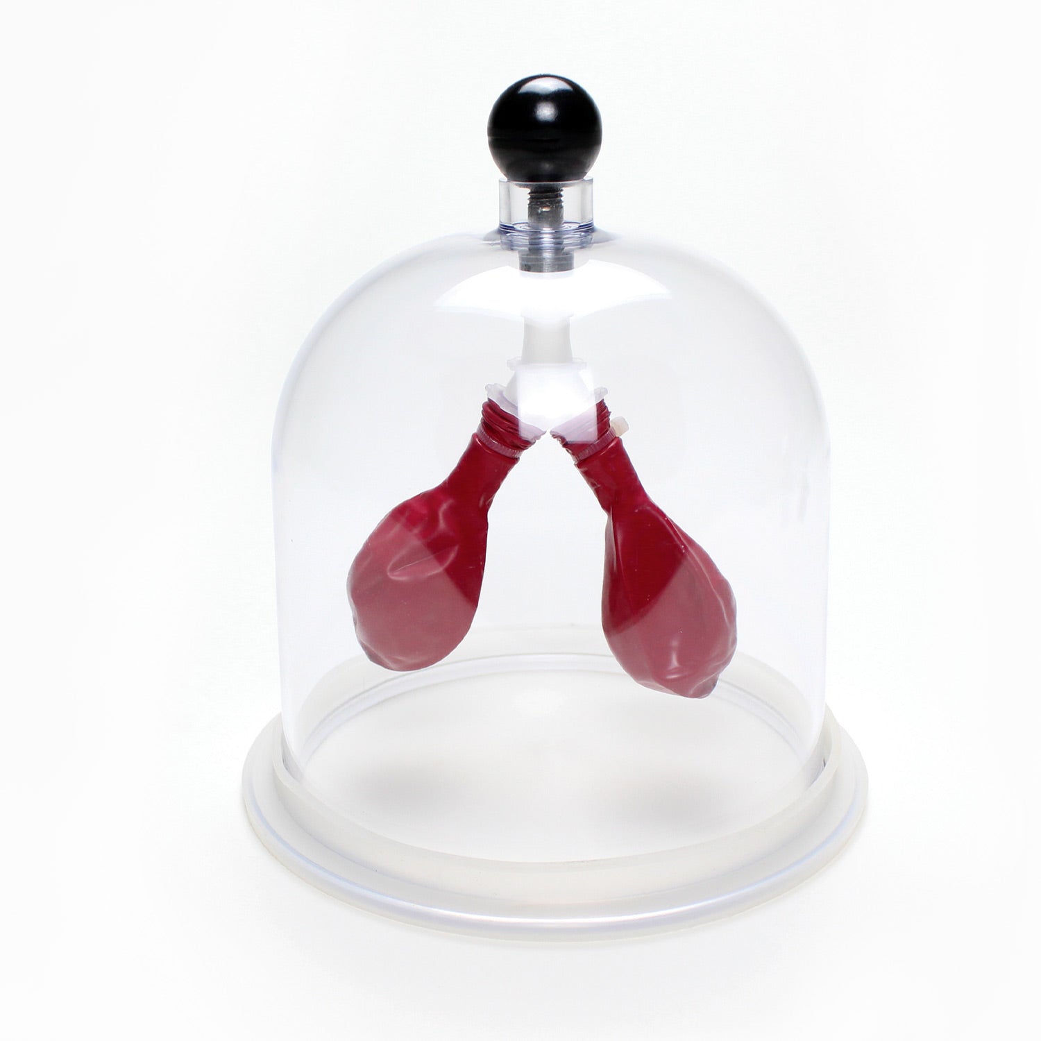 United Scientific® Lung Apparatus – Classroom Model for Respiratory System & Diaphragm Function Demonstration
