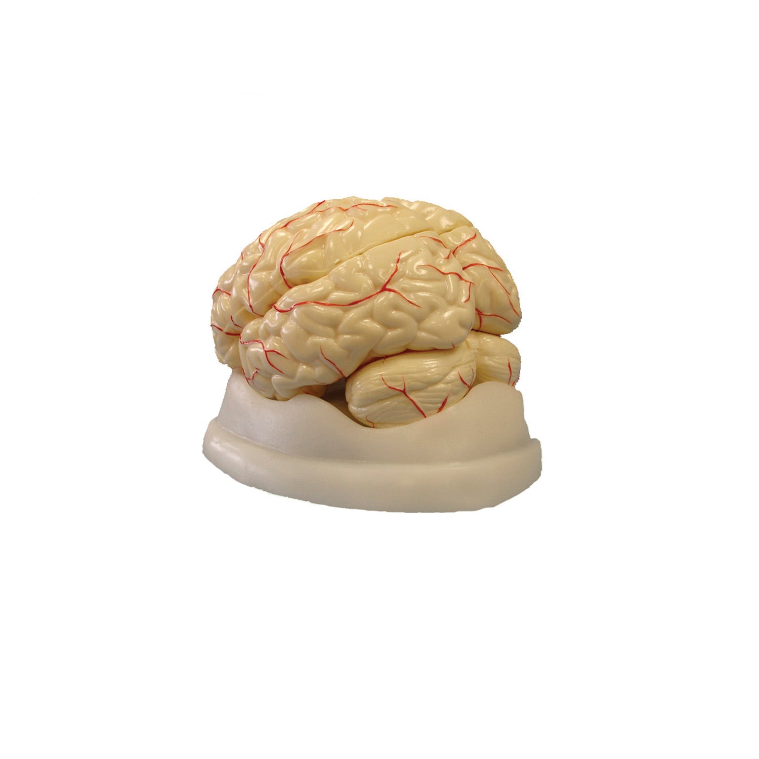 United Scientific® 8-Part Human Brain Model – Full-Size Anatomical Teaching Tool with Stand & Guide