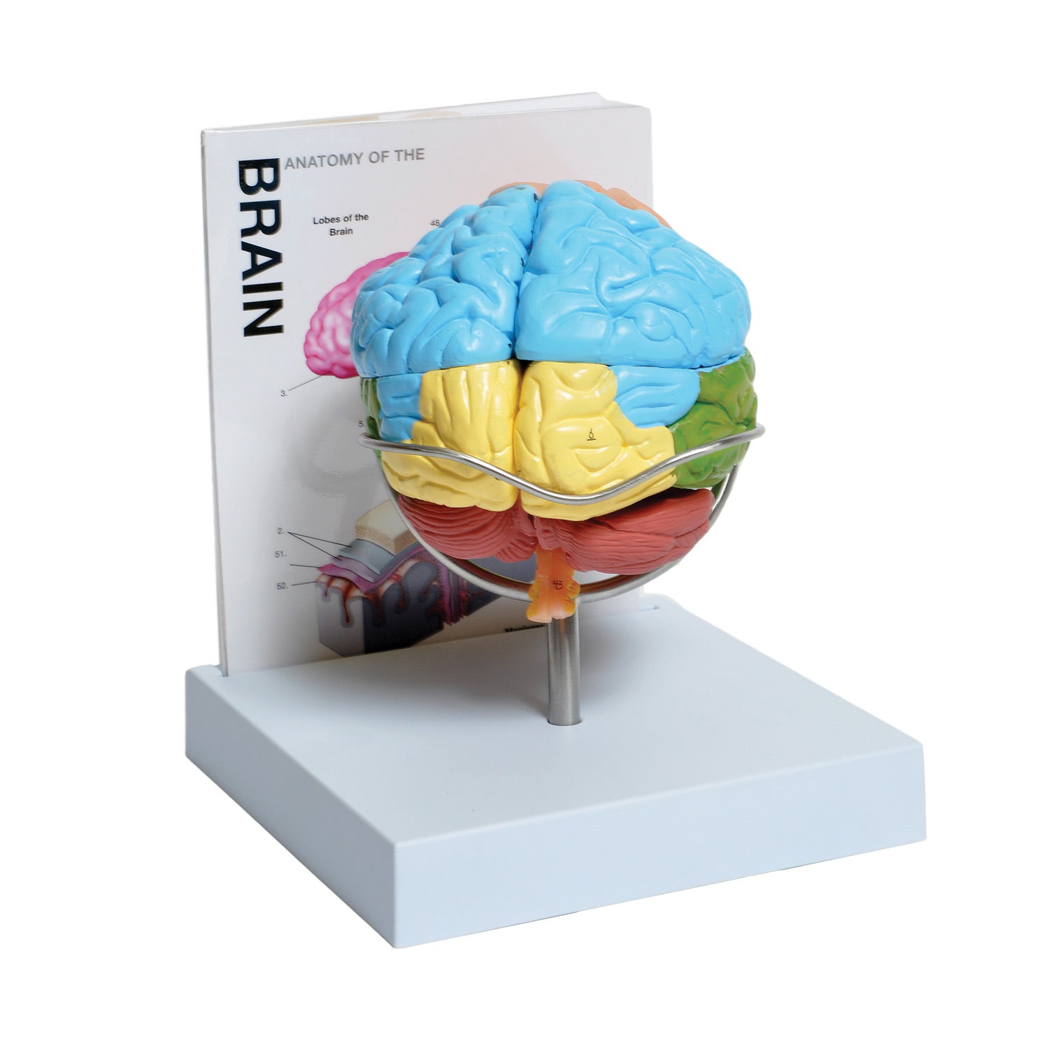 United Scientific® Human Brain Model – Life-Size, 8-Part Anatomical Teaching Model with Base