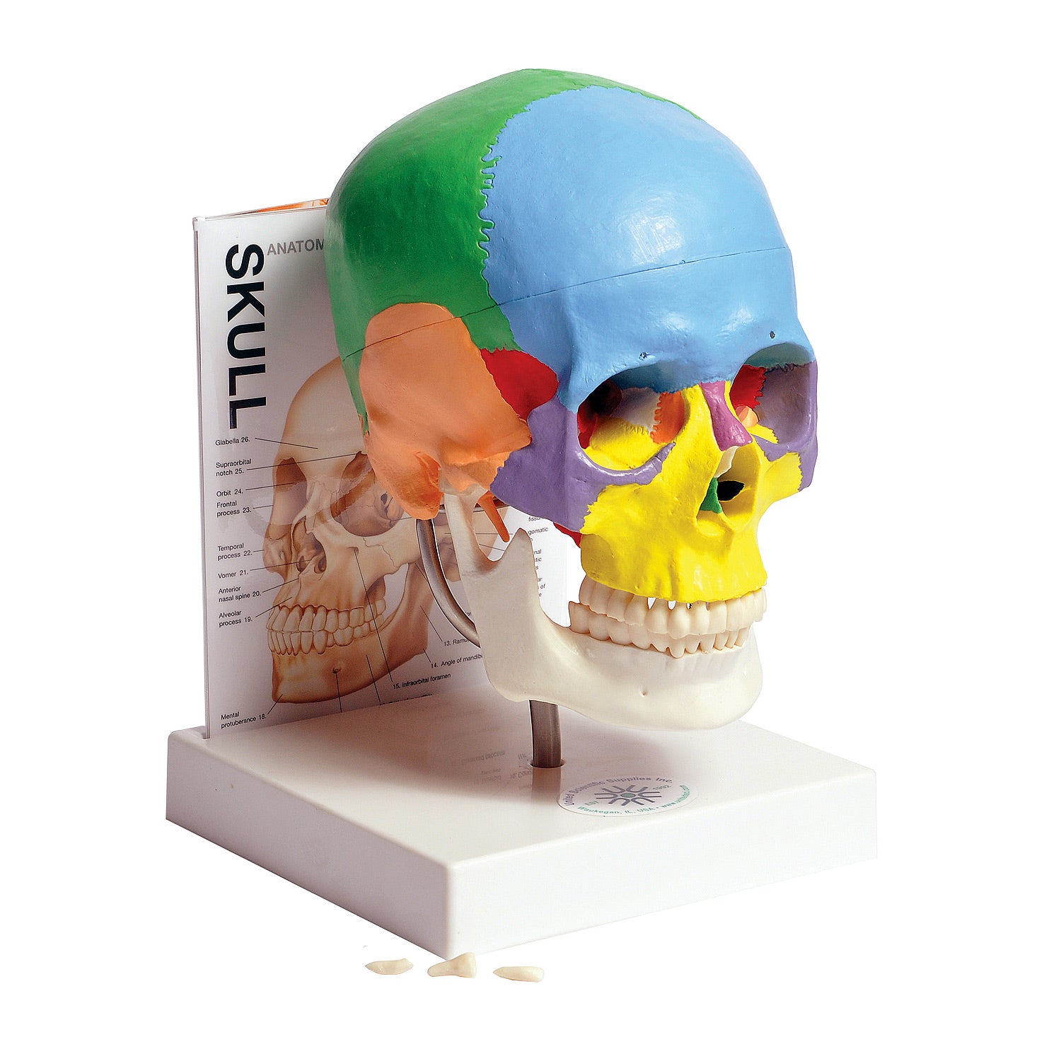 Life-Size Human Skull Model with Stand, Fold-Out Guide & Study Booklet – 77 Labeled Structures for Anatomy Education