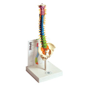 United Scientific® Human Spine Model with Fold-Out Guide – 14” Small Anatomical Vertebral Column for Study & Teaching