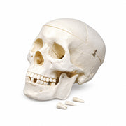 Life-Size Human Skull Model – Anatomical Skull with Removable Teeth, Detachable Calvarium & Movable Jaw